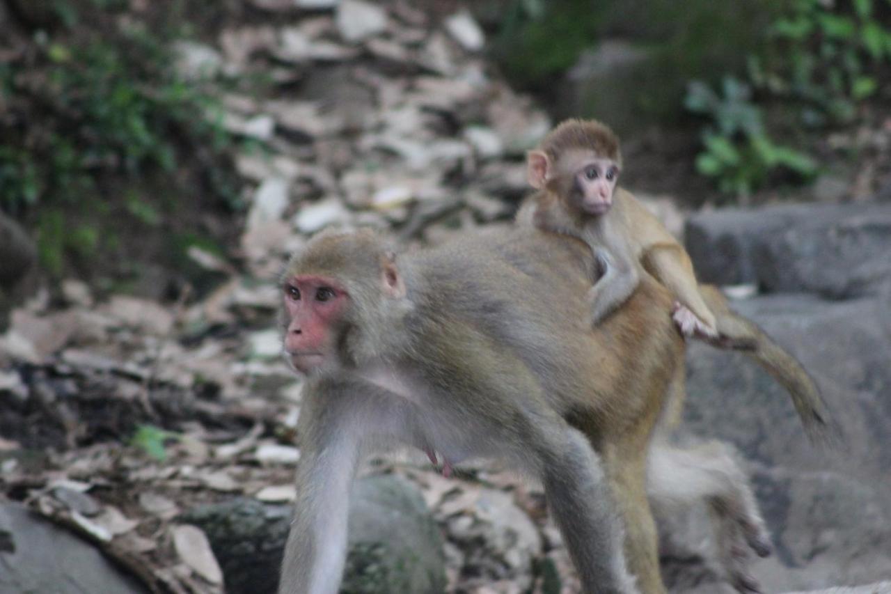 Bickey'S Homestay โพคารา ภายนอก รูปภาพ