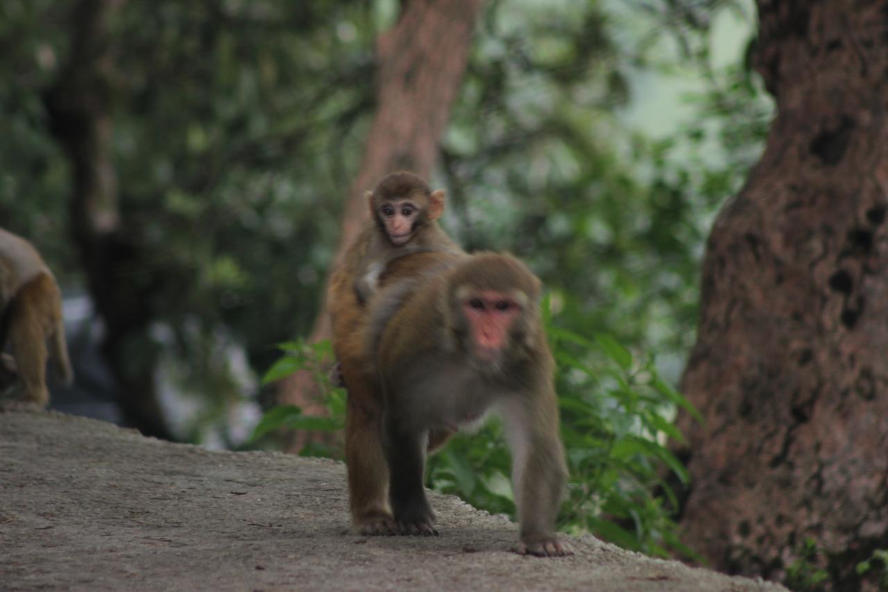 Bickey'S Homestay โพคารา ภายนอก รูปภาพ